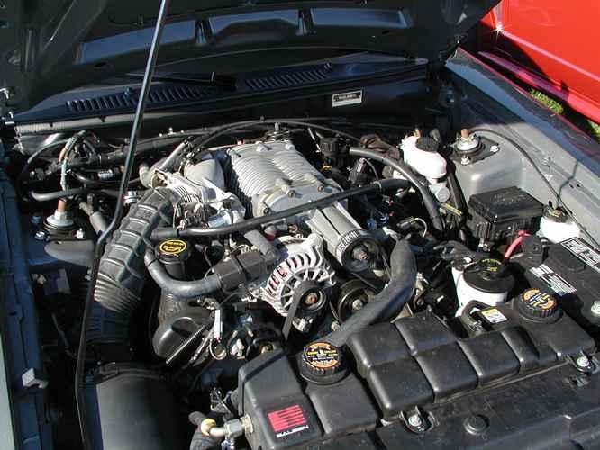 mustang
